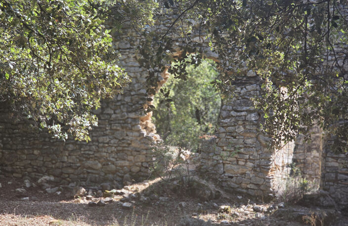 Terrain forestier avec ruine — photo 3
