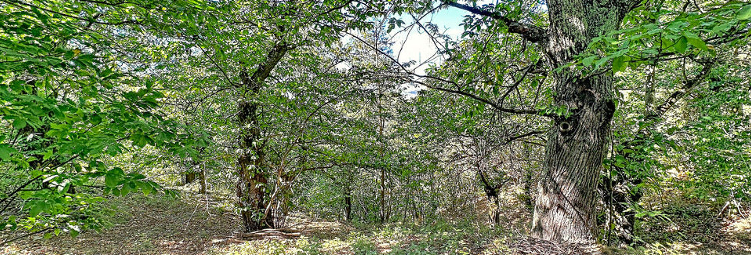 Terrain  1166 m² à vendre à Saint-Joseph-des-Bancs (07530)