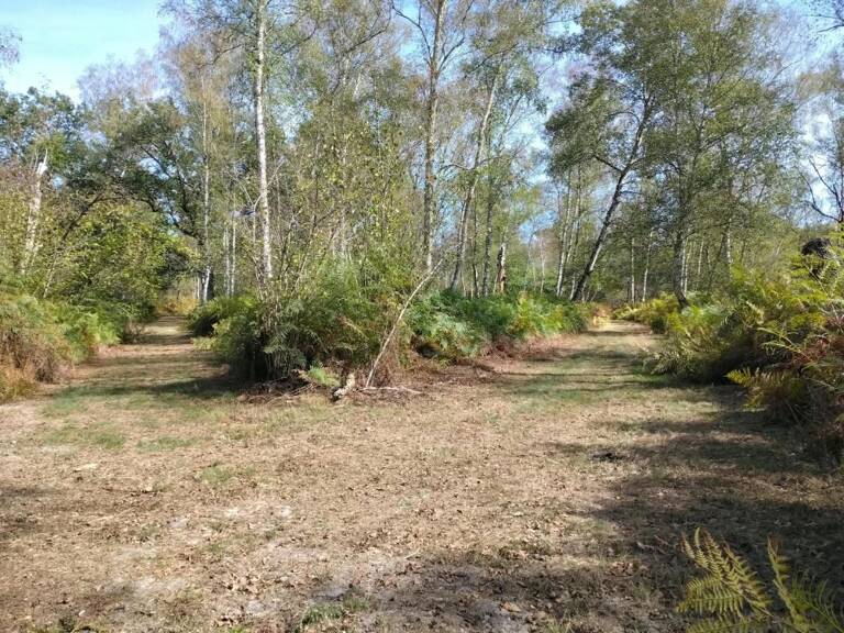 LA FERTÉ-SAINT-AUBIN – EXCEPTIONNEL ENSEMBLE BOISÉ DE 16 HECTARES EN BORDURE DU COSSON — photo 1