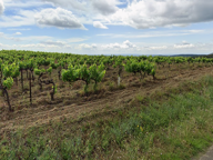 Vente Agriculture, Viticulture — photo 2