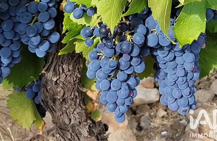 Vente Agriculture, Viticulture — photo 5