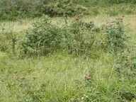 TERRAIN AGRICOLE A ST MAXIMIN  DE 3850m² — photo 2