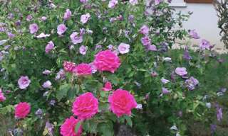 Photo N° 2