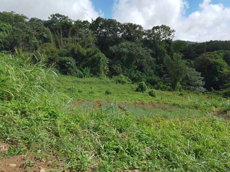 Terrain à vendre  SAINT CLAUDE (971) 49000 euros — photo 1