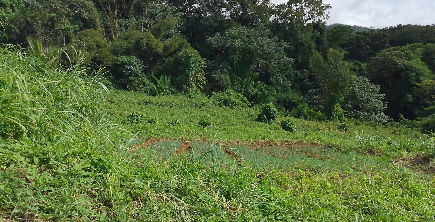 Terrain à vendre  SAINT CLAUDE (971) 49000 euros — photo 1