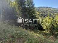 EN EXCLUSIVITE UNE BELLE FORÊT DE PLUS DE 3 HECTARES — photo 2
