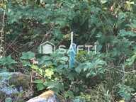 EN EXCLUSIVITE UNE BELLE FORÊT DE PLUS DE 3 HECTARES — photo 4