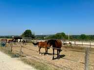 CENTRE EQUESTRE AVEC MANEGE COUVERT ET CABINET D'EQUITHERAPIE — photo 4