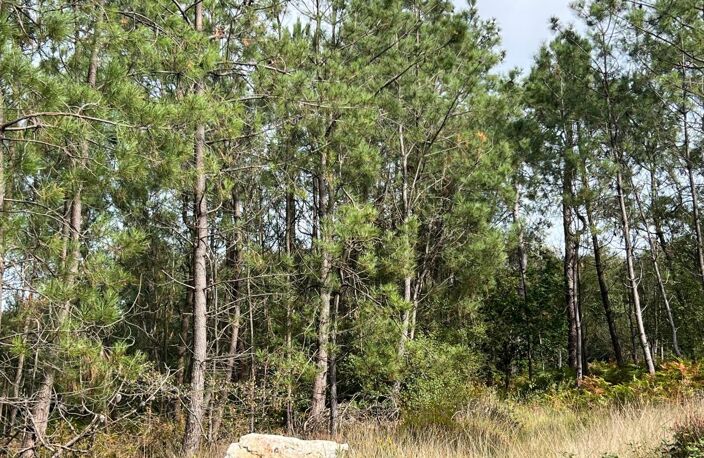 À VENDRE – ARGOL – FINISTÈRE – PRESQU’ÎLE DE CROZON-EXCEPTIONNEL TERRAIN DE LOISIRS DE 40 000 m² — photo 4