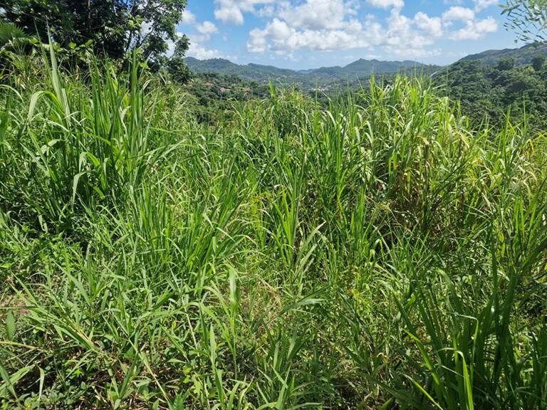 Terrain  585 m2 — photo 1