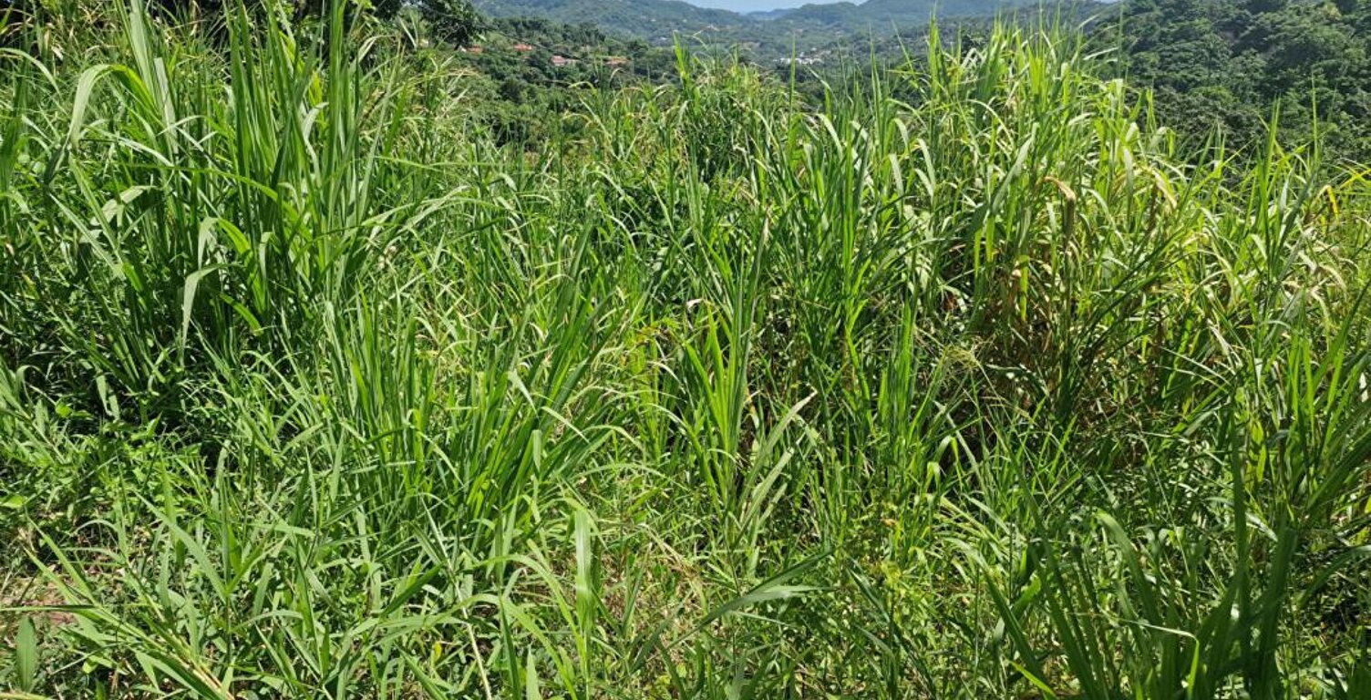 Terrain  585 m2 — photo 1