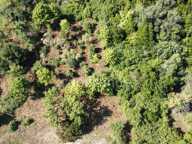 Terrain 2260m2 à vendre  FALICON (06) — photo 4