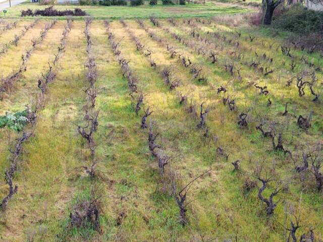 Terrain Sainte Cecile Les Vignes  hors lotissement de 591 m2 — photo du bien