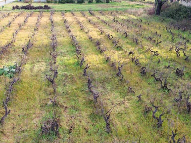 Terrain Sainte Cecile Les Vignes  hors lotissement de 591 m2 — photo 1