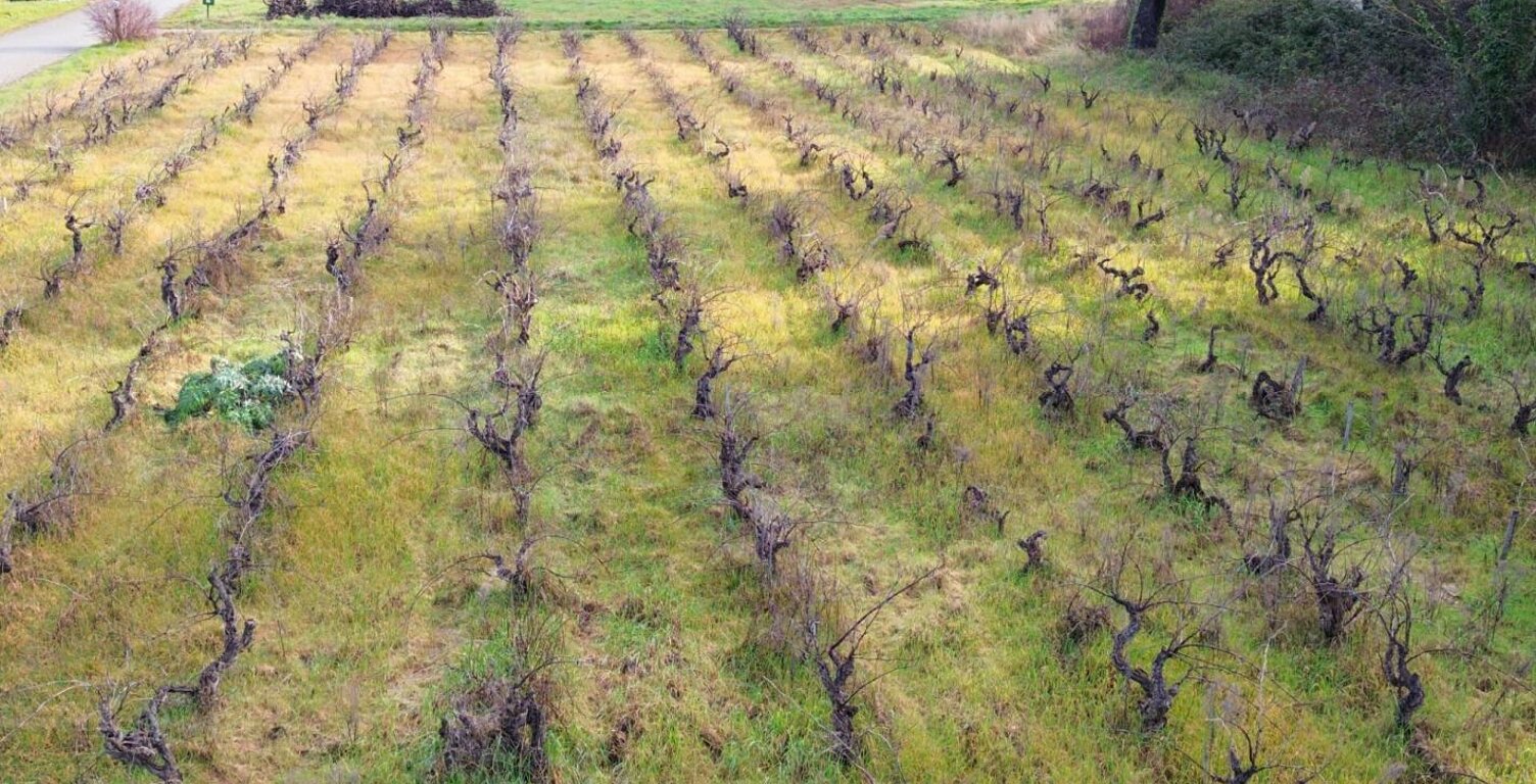 Terrain Sainte Cecile Les Vignes  hors lotissement de 591 m2 — photo 1
