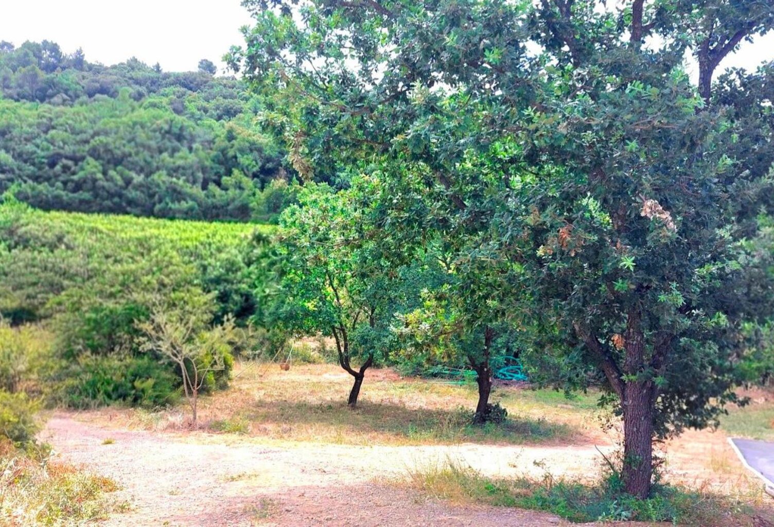 Vue vignes — photo 1