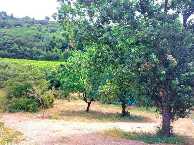 Vue vignes — photo du bien