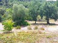 Vue vignes — photo 3