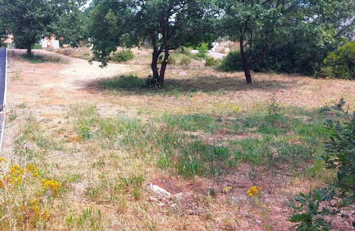 Vue vignes — photo 4