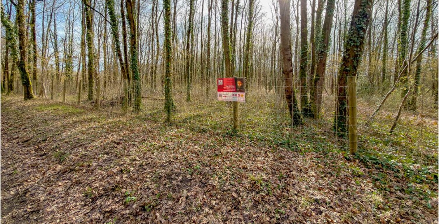 Terrain constructible - 6783 m² - Boisé - — photo 1