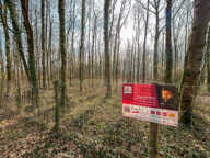 Terrain constructible - 6783 m² - Boisé - — photo 2