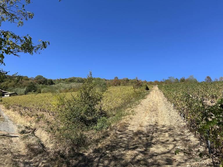Vignes — photo 1