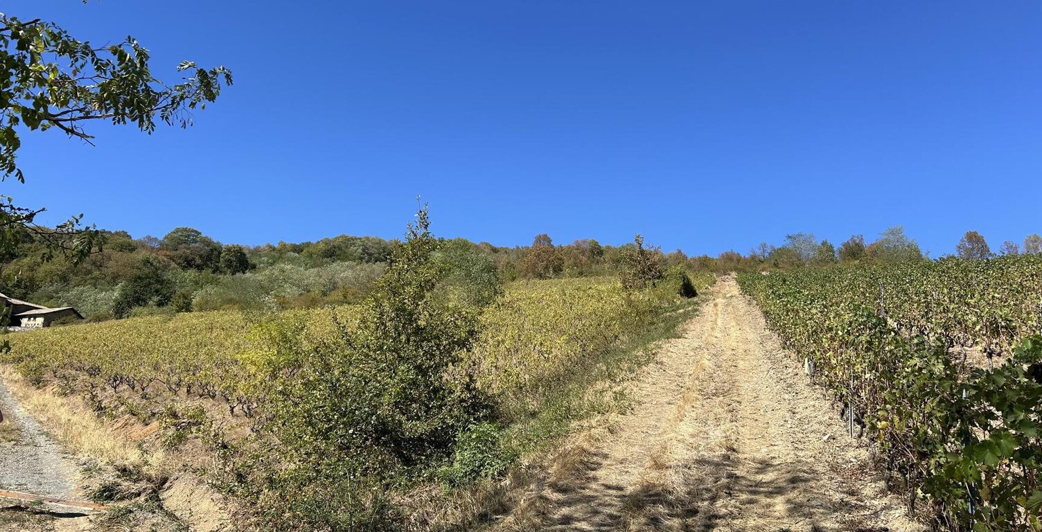 Vignes — photo 1