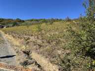 Vignes — photo 2