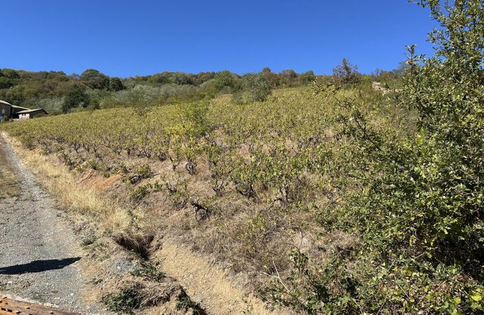 Vignes — photo 2