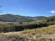 Vignes — photo 3