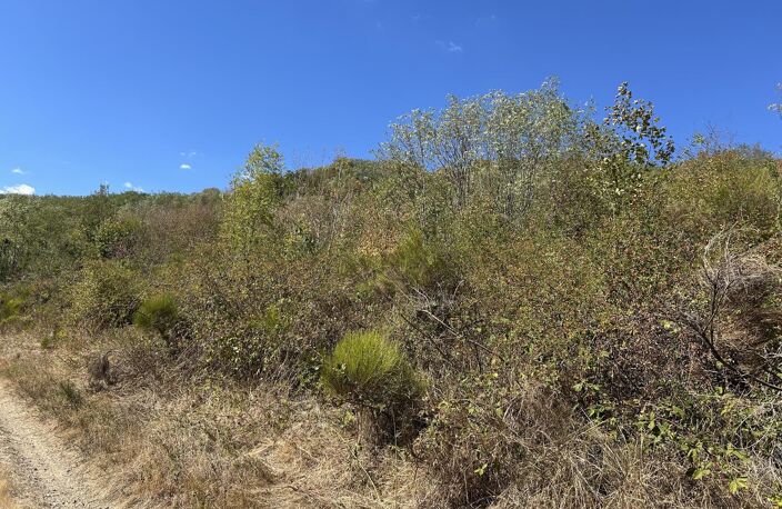 Vignes — photo 4