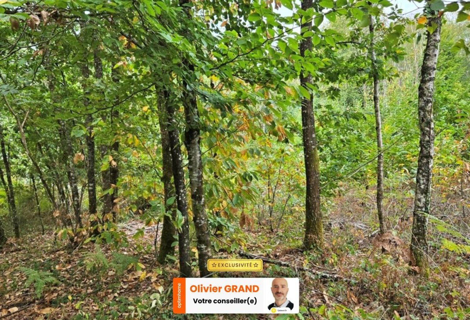Terrain de Loisir boisé 2Ha - Proche JAVERDAT (87) — photo 1