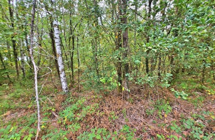 Terrain de Loisir boisé 2Ha - Proche JAVERDAT (87) — photo 3