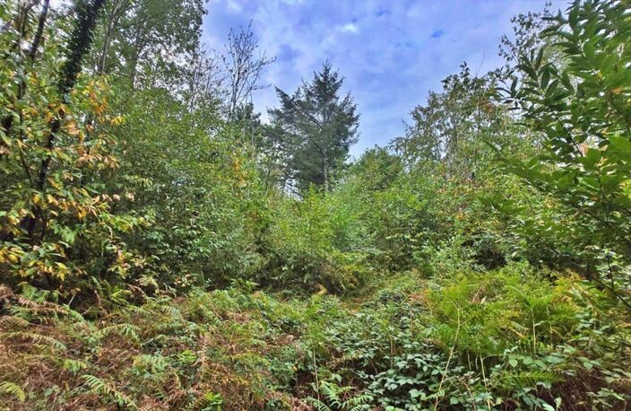 Terrain de Loisir boisé 2Ha - Proche JAVERDAT (87) — photo 4