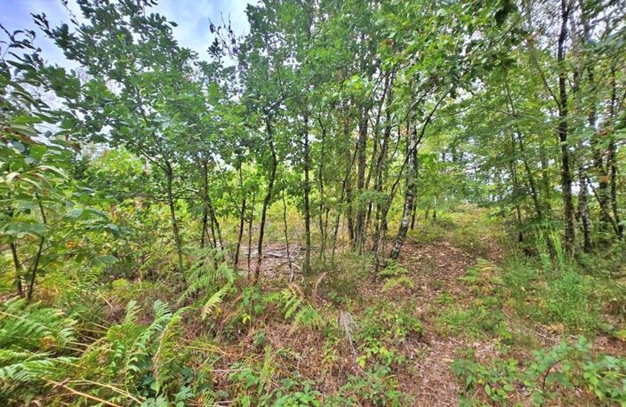 Terrain de Loisir boisé 2Ha - Proche JAVERDAT (87) — photo 5