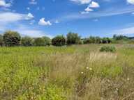 Terrain de 6 640m2 avec chênes truffiers — photo 2
