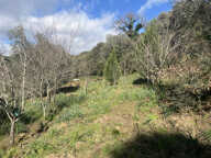 Maison F3 de plain-pied - Terrain de 1800m2  constructible - — photo 4