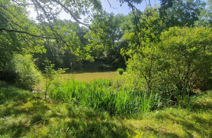 Etang avec guiguette d'environ 80m2, sur 1 hectare 300 — photo 5