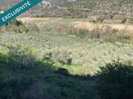 OLIVERAIE — photo 2