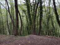 Terrain à vendre de 16 225,00 m² PEILLE (06) — photo 4