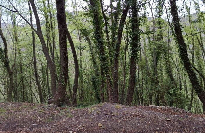 Terrain à vendre de 16 225,00 m² PEILLE (06) — photo 4
