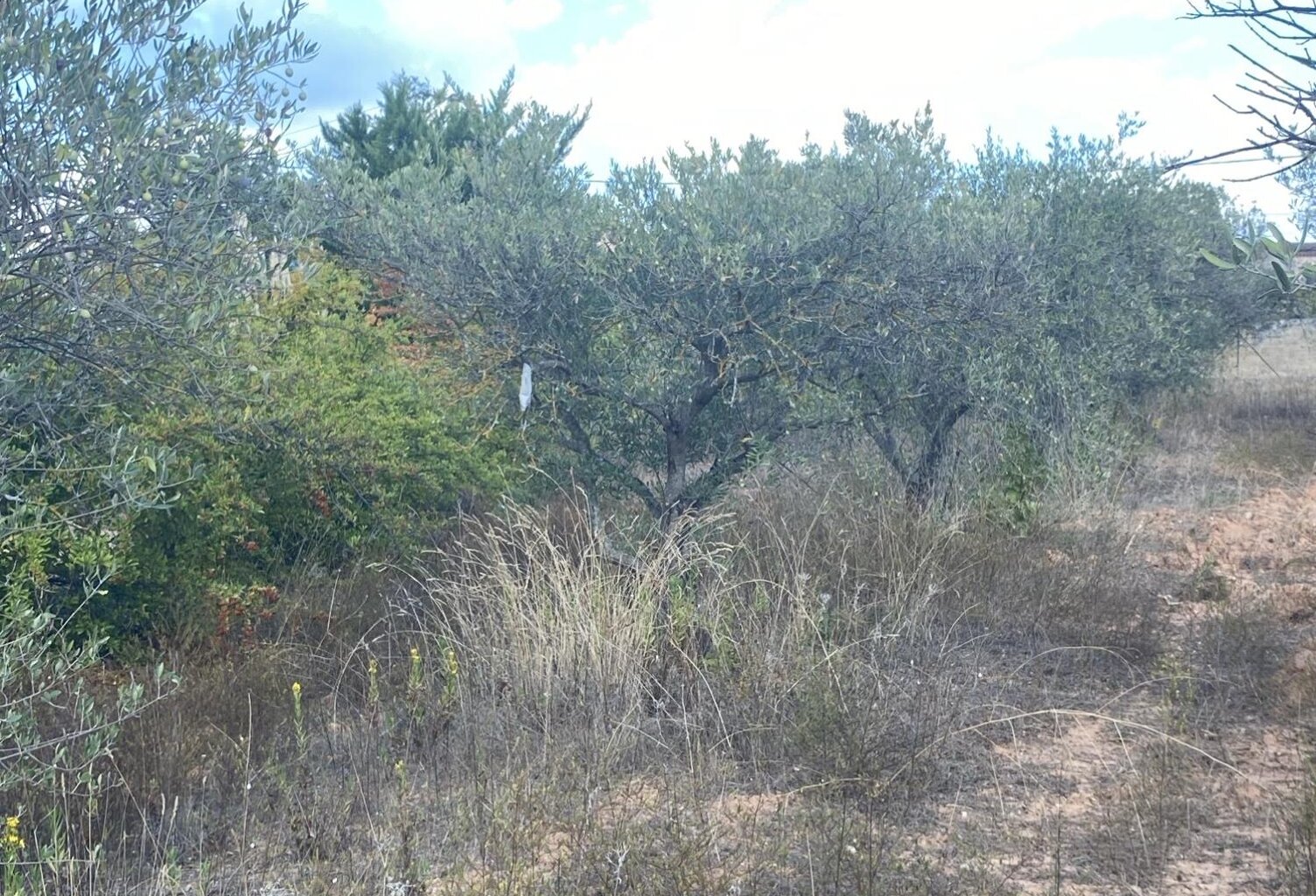 Vente terrain à construire 420 m² Pourrières (83910) — photo 1