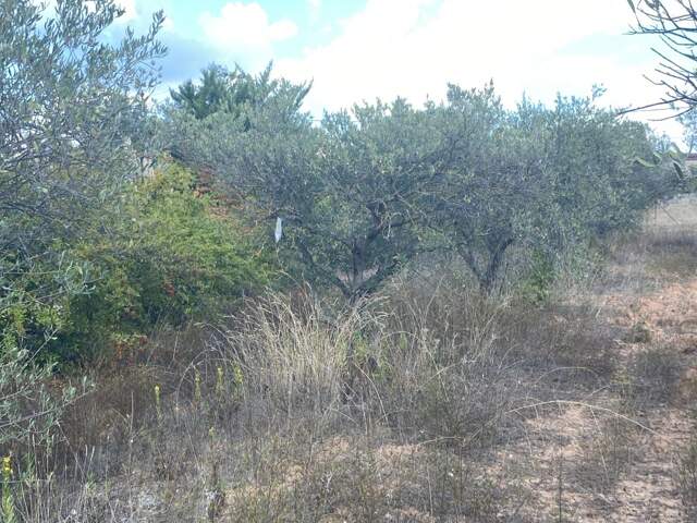 Terrain 420 m² à Pourrières — photo du bien