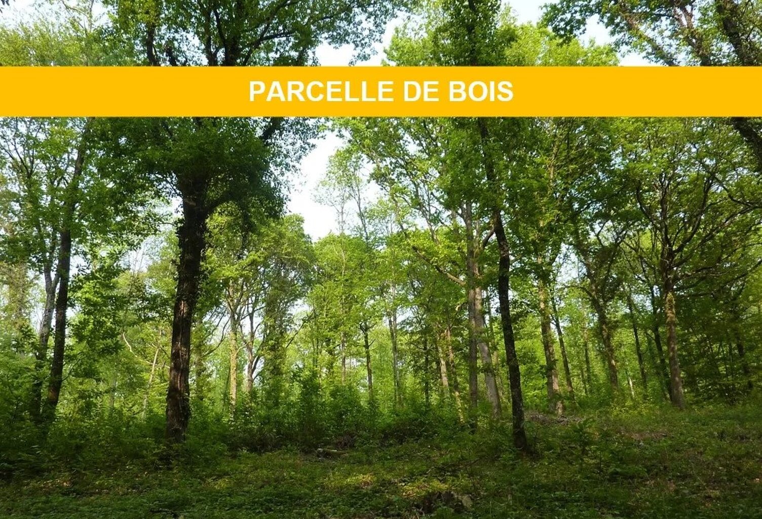 Vente terrain  12200 m² Sérifontaine (60590) — photo 1