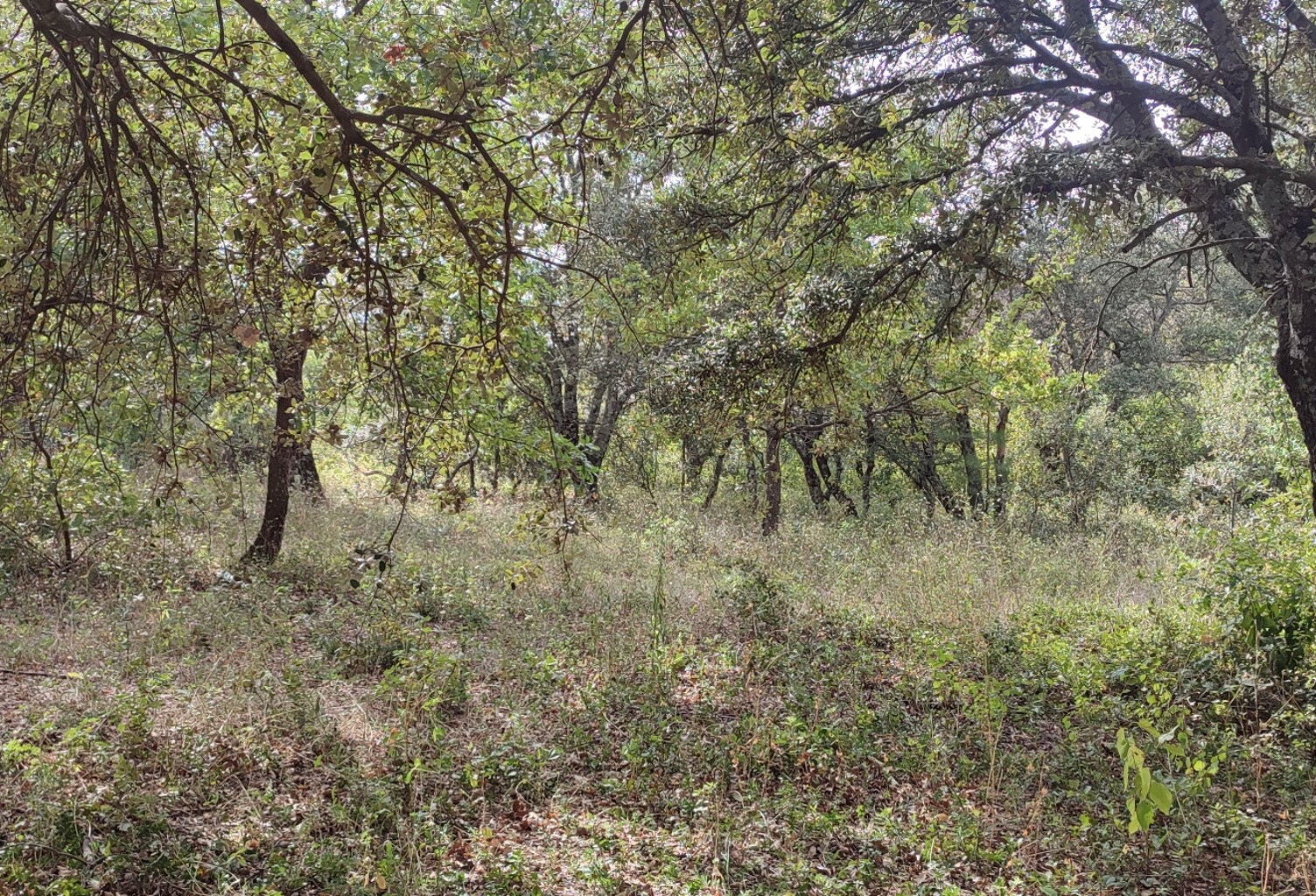 Terrain à bâtir de 1100 m2 au calme absolu — photo 1
