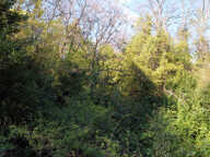 MAGAGNOSC TERRAIN NON CONSTRUCTIBLE ARBORÉ CHENES SUPER MAGA — photo 2