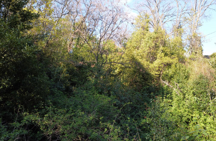 MAGAGNOSC TERRAIN NON CONSTRUCTIBLE ARBORÉ CHENES SUPER MAGA — photo 2