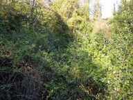 MAGAGNOSC TERRAIN NON CONSTRUCTIBLE ARBORÉ CHENES SUPER MAGA — photo 3