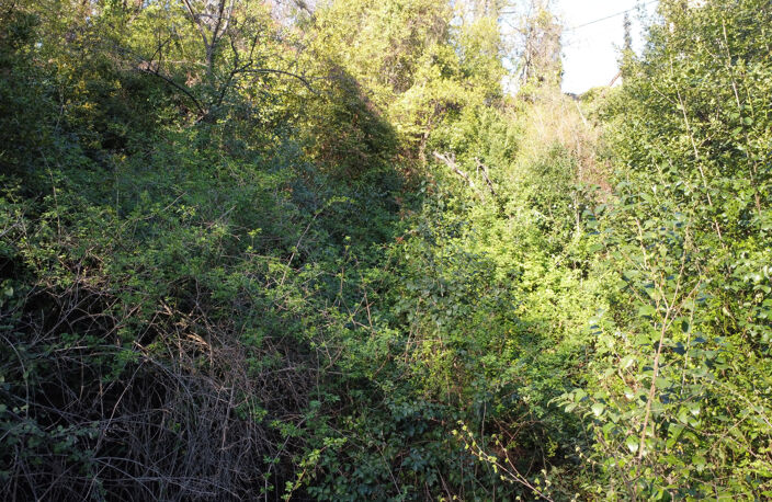 MAGAGNOSC TERRAIN NON CONSTRUCTIBLE ARBORÉ CHENES SUPER MAGA — photo 3