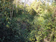 MAGAGNOSC TERRAIN NON CONSTRUCTIBLE ARBORÉ CHENES SUPER MAGA — photo 4